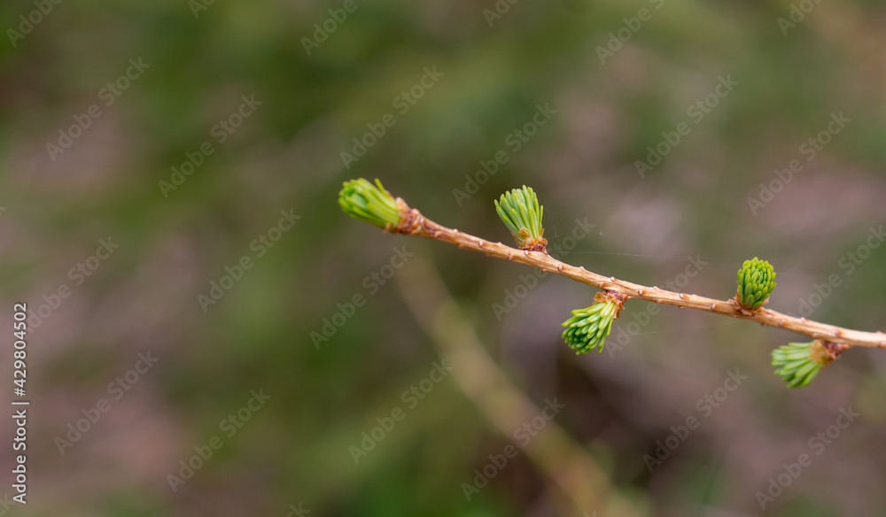 larch branch