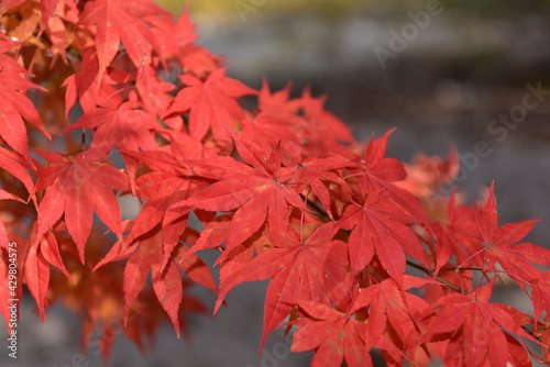 Beautiful autumn scenery in Hwayang-gugok, Korea photo