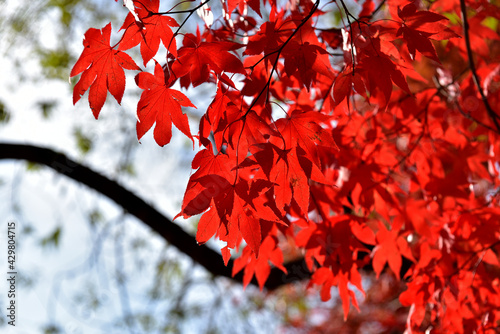 Beautiful autumn scenery in Hwayang-gugok, Korea photo