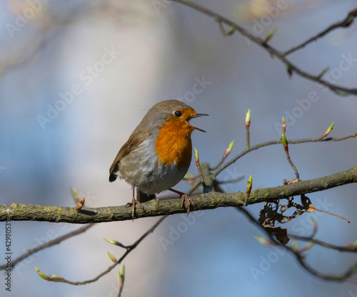 European robin on a branch at spring in Stockholm