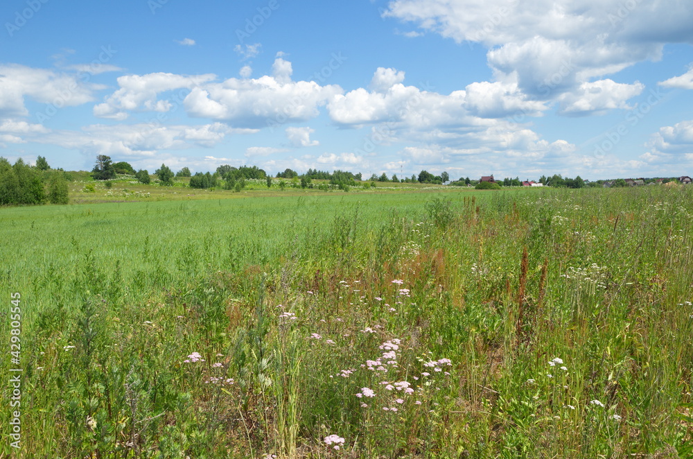 Summer rural landscape on a sunny day Summer rural landscape on a sunny day