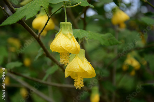 Yellow abutilon flowers.