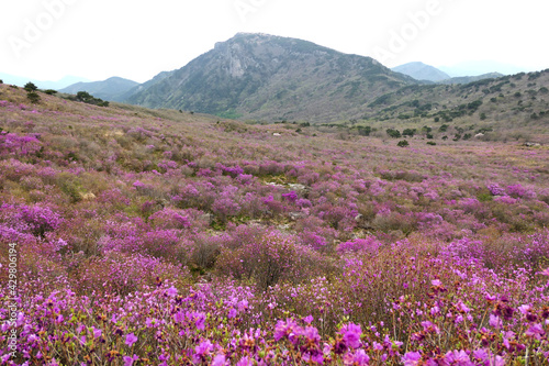 Azalea flowers and scenery at Biseulsan Mountain in Daegu, Korea