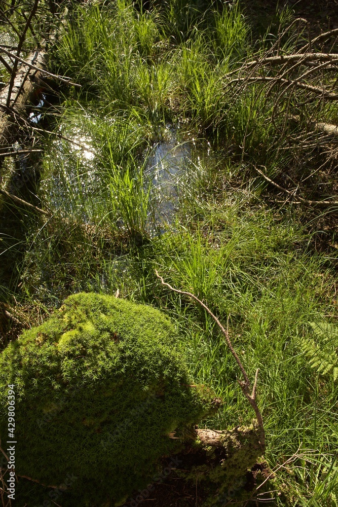 Palude con piante e acqua Palude con piante e acqua