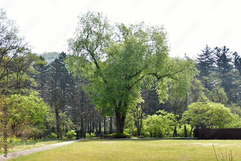 Obraz premium Wildflowers of the National Arboretum of Korea