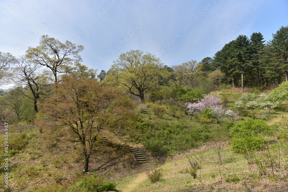 Wildflowers of the National Arboretum of Korea Wildflowers of the National Arboretum of Korea