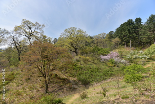 Wildflowers of the National Arboretum of Korea