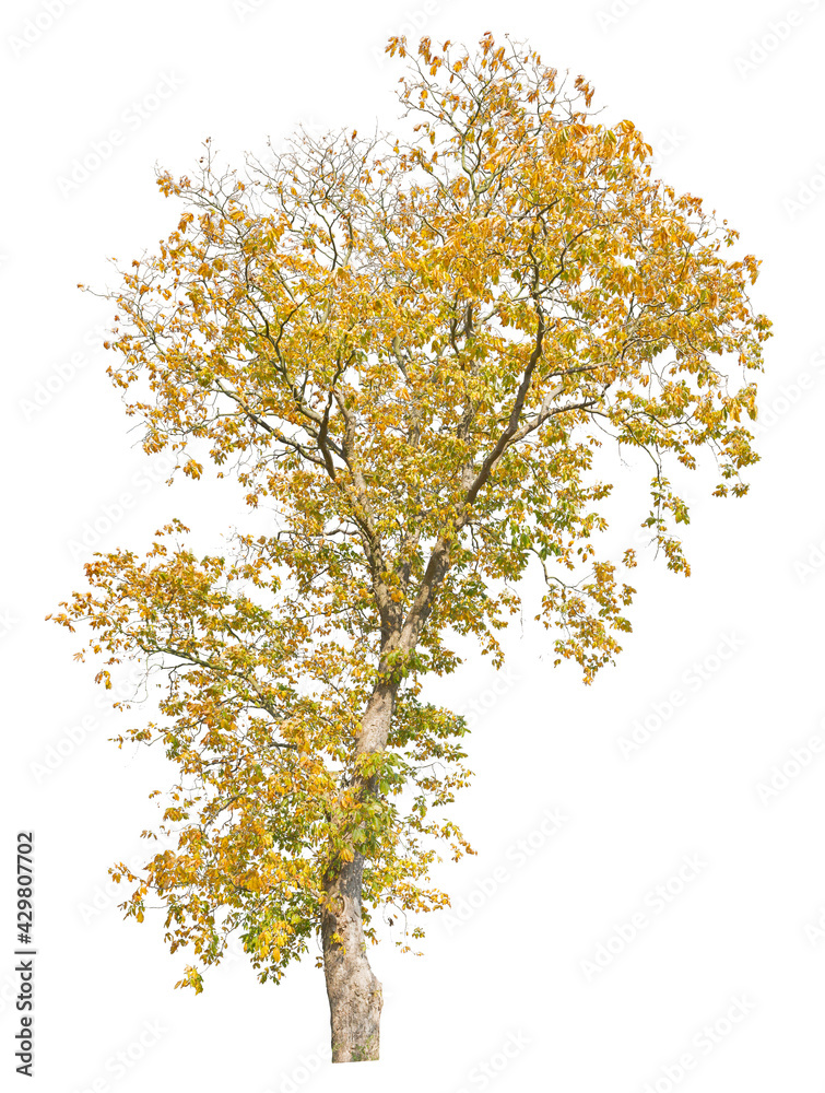 Autumnal oak tree isolated on white background, cutout tree