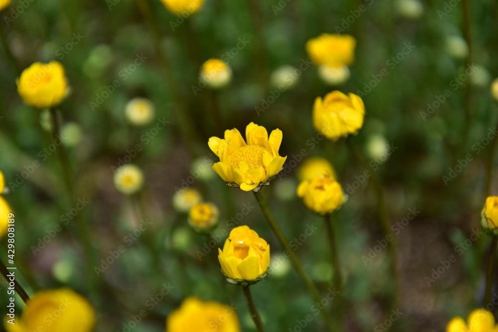 Spring Wildflowers in Incheon Grand Park, Korea Spring Wildflowers in Incheon Grand Park, Korea