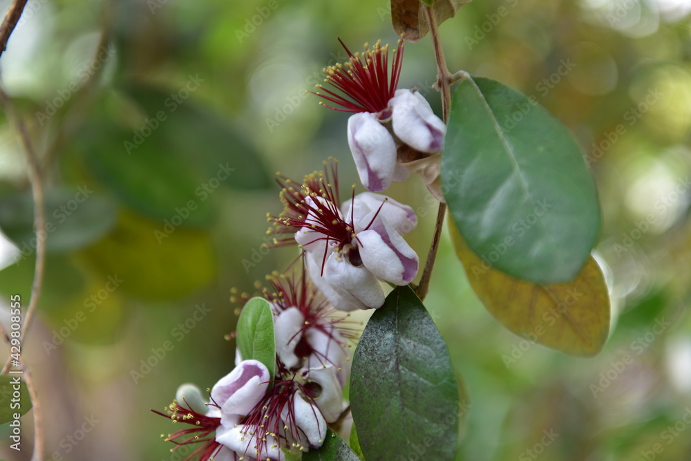 Obraz premium Spring Wildflowers in Incheon Grand Park, Korea
