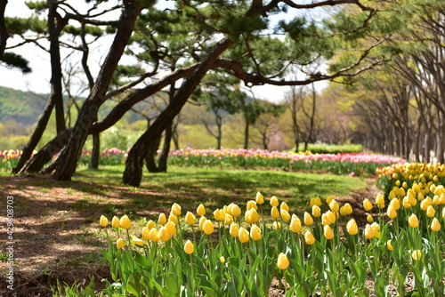 Fototapeta Naklejka Na Ścianę i Meble -  Spring Wildflowers in Incheon Grand Park, Korea