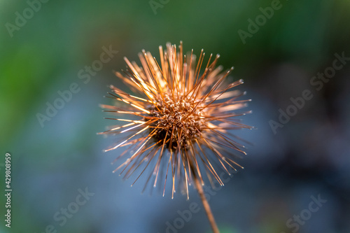 beautiful Cadillo (Acaena ovalifolia) seed in autumn season photo