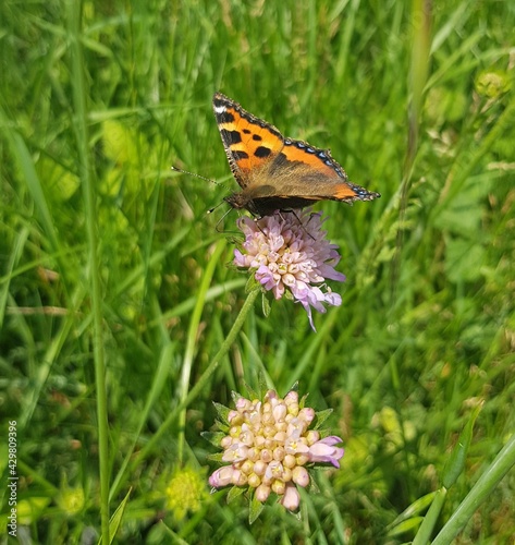 Papillon en trin de butiner une fleur dans la prairie.