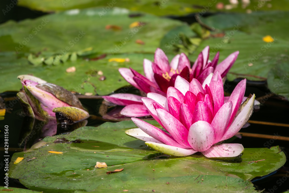 Pink water lily flower, Nymphaea lotus, Nymphaea sp. hort., on green leaves background. Pink water lily flower, Nymphaea lotus, Nymphaea sp. hort., on green leaves background.