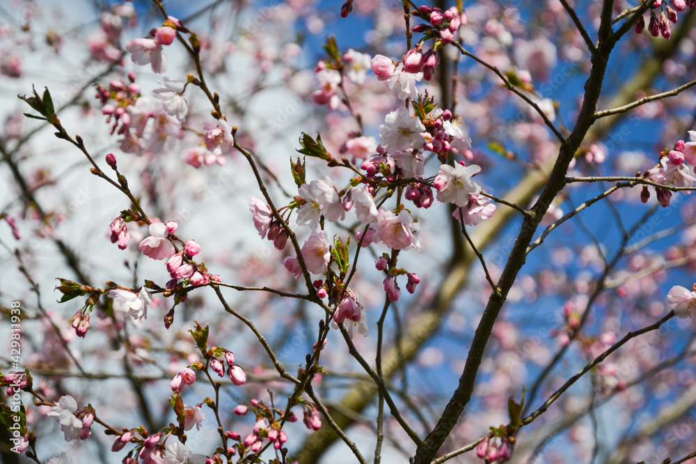 Beautiful flowering Japanese cherry - Sakura. Background with flowers on a spring day. Beautiful flowering Japanese cherry - Sakura. Background with flowers on a spring day.