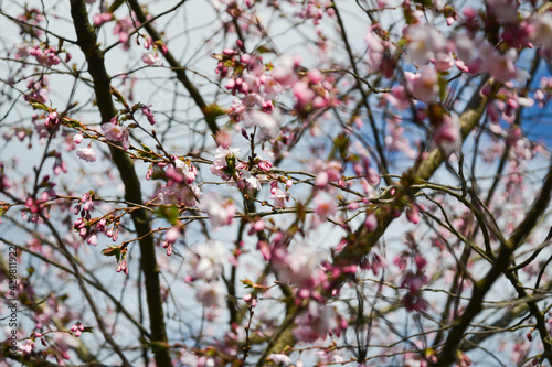 Beautiful flowering Japanese cherry - Sakura. Background with flowers on a spring day.