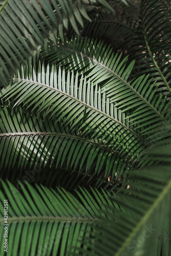 Palmwedel im Dschungel