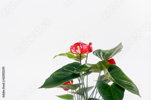 Wallpaper Mural Red Anthurium flower on a white background isolate. Copy space for text banner, houseplants for flower shop Torontodigital.ca