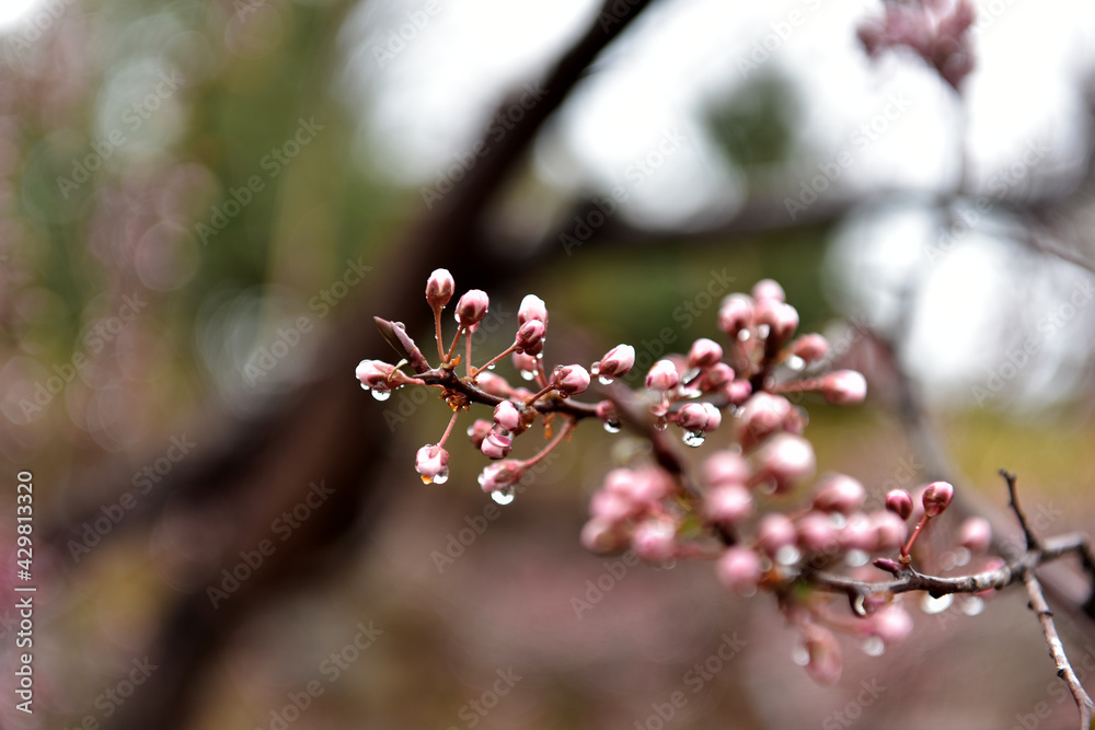 Beautiful plum blossoms and scenery of Maehwa Village in Hongssang-ri, Korea Beautiful plum blossoms and scenery of Maehwa Village in Hongssang-ri, Korea