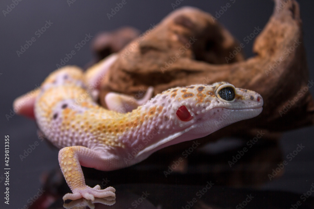 Naklejka premium A leopard gecko, lizard on branch, eublepharis macularius, animal closeup
