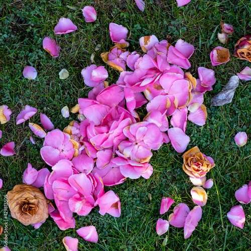 Dead Flower Blossom Of Evergreen Camillia Shrub With No People Lying On Grass photo