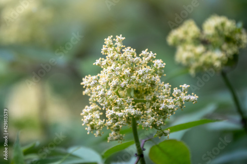 White flowers of Sambucus racemosa or red elderberry. Flower buds and leaves of red elderberry, Sambucus Racemosa, on branch with bokeh background