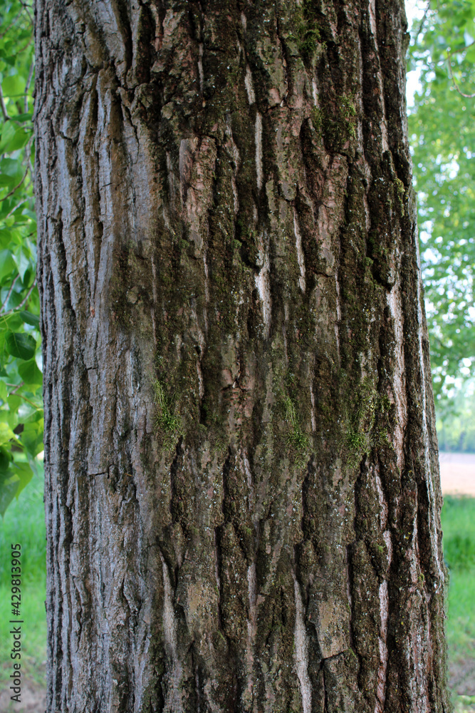 Tronco di albero con corteccia ruvida e muschio Tronco di albero con corteccia ruvida e muschio