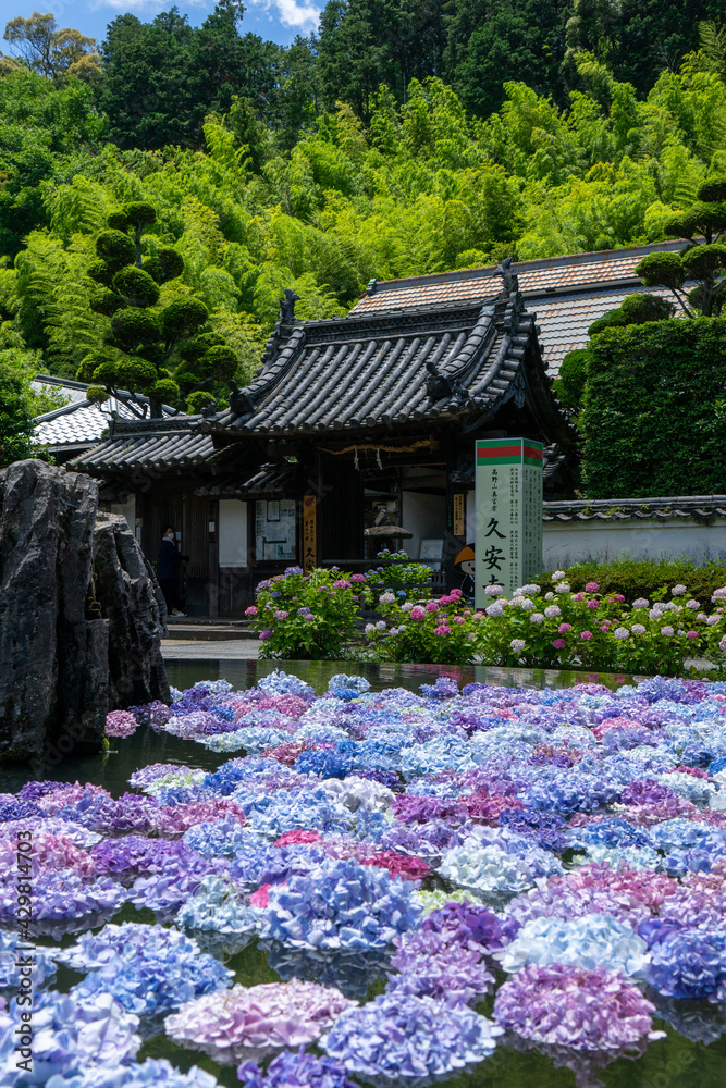 大阪府池田市 北摂の古刹 久安寺のあじさいうかべ Stock Photo Adobe Stock