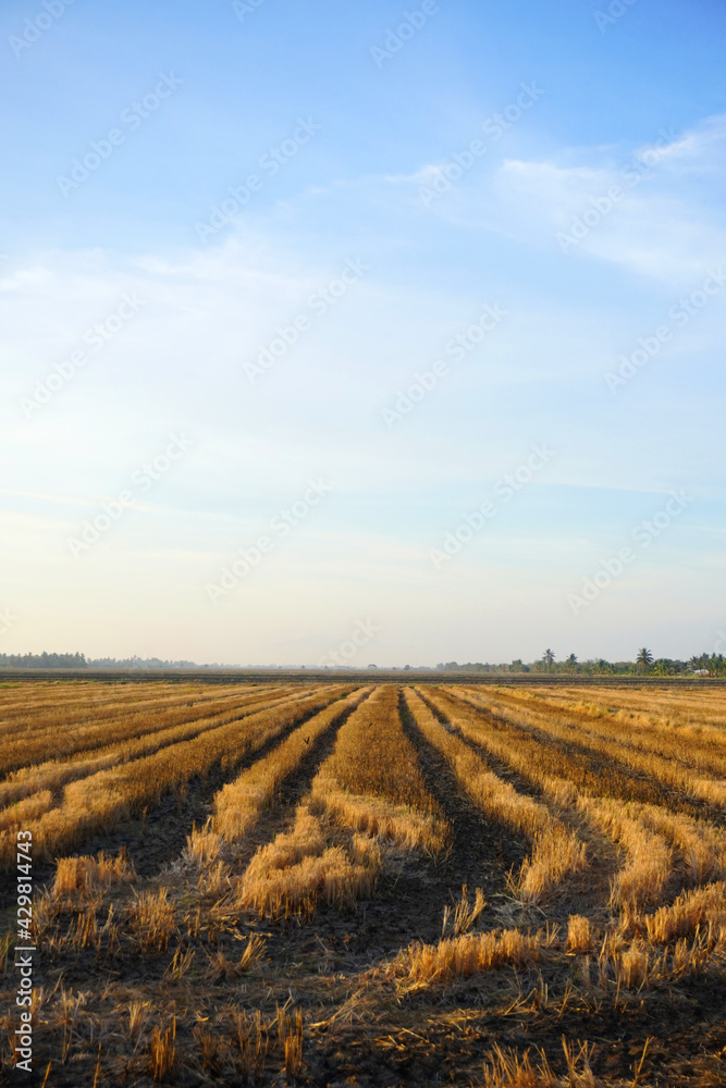 The plantation land after harvesting the paddy during dry season of Malaysia.