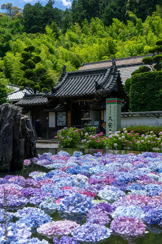 大阪府池田市 北摂の古刹 久安寺のあじさいうかべ Stock Photo Adobe Stock