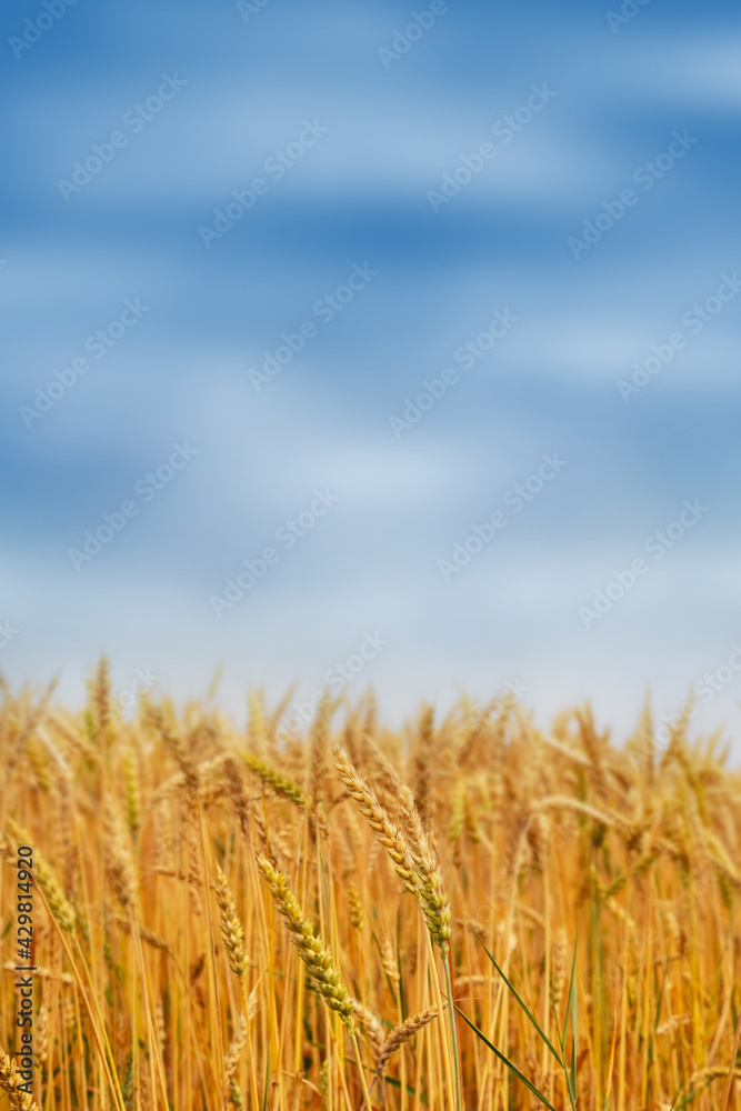Spikelets of wheat in the field on a background of the sky out of focus