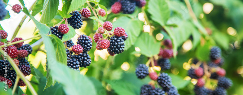 Blackberries grow in the garden. Ripe and unripe blackberries on a bush.