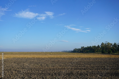 The plantation land after harvesting the paddy during dry season of Malaysia.