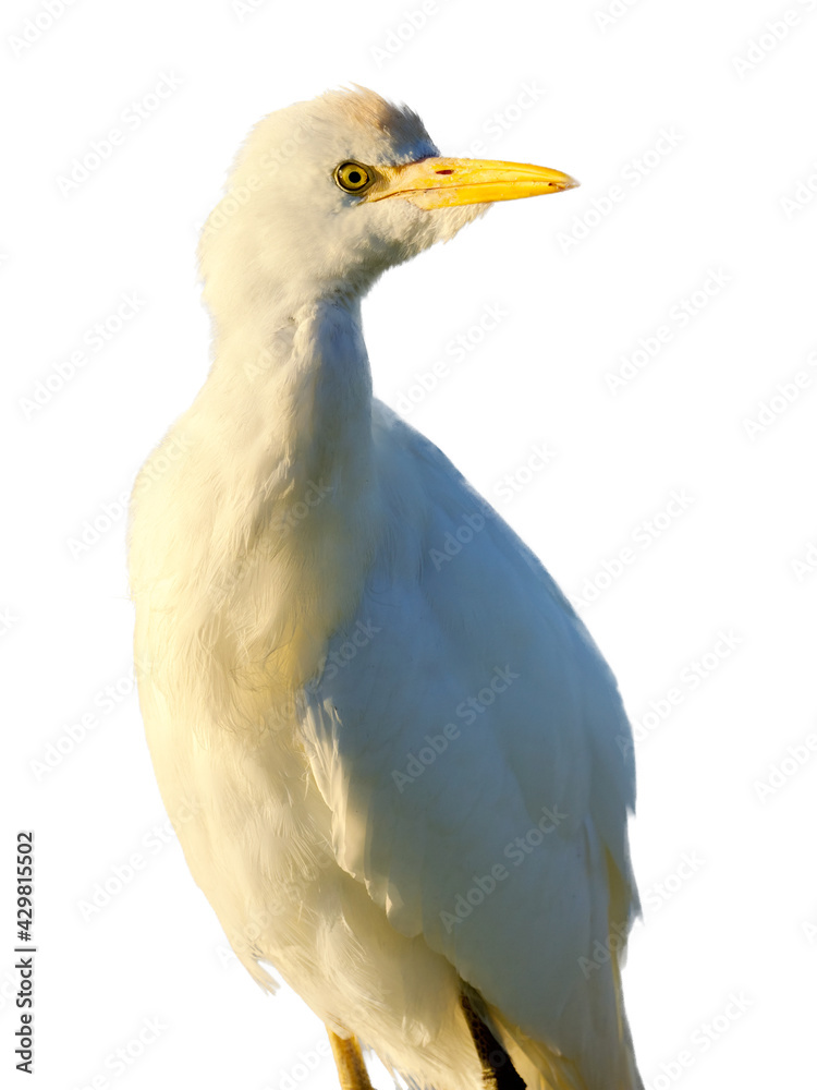 Close up portrait of a Cattle Egret isolated on white. Close up portrait of a Cattle Egret isolated on white.