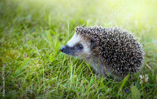 Fototapet West european hedgehog on a green grass