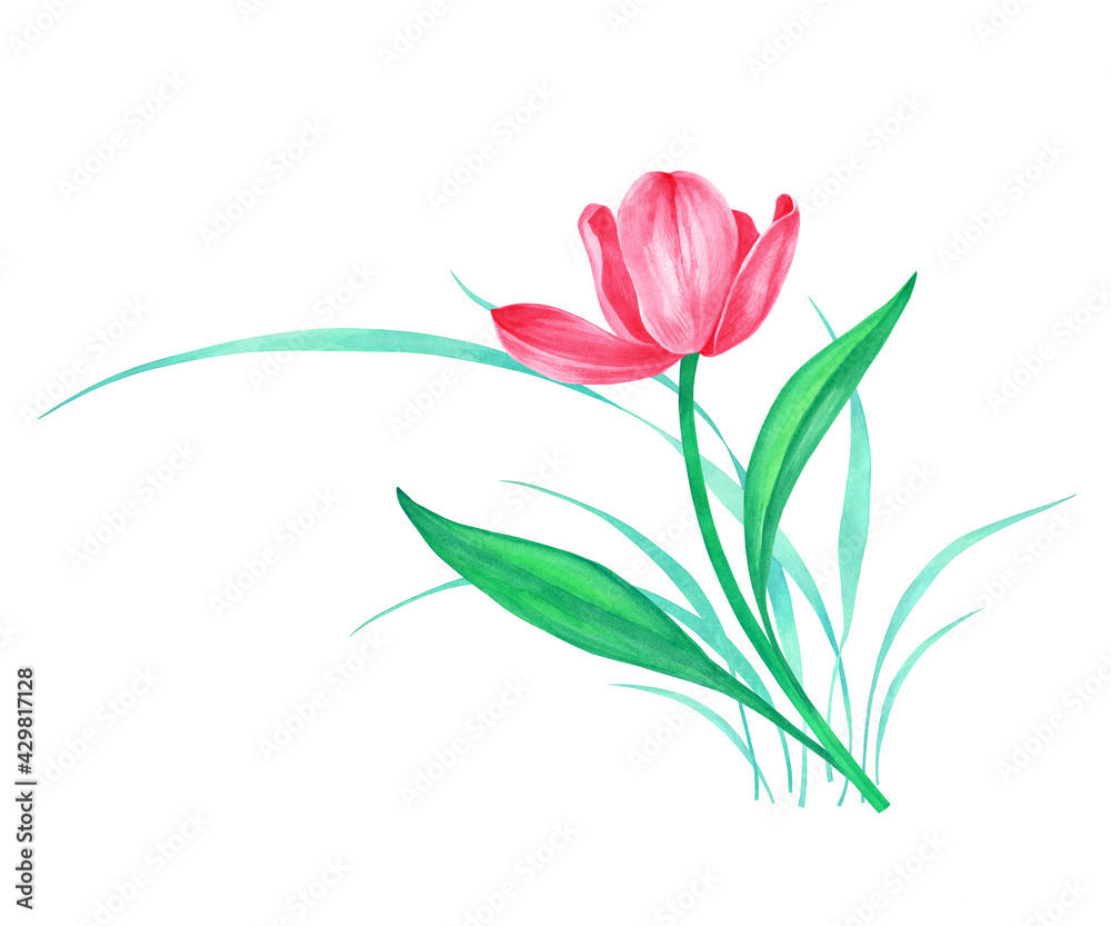 Fototapeta premium Watercolor illustration of a tulip for greeting card design, decoration, printing. Happy mother's day, happy spring, birthday