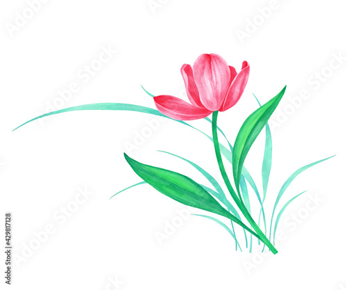 Watercolor illustration of a tulip for greeting card design, decoration, printing. Happy mother's day, happy spring, birthday