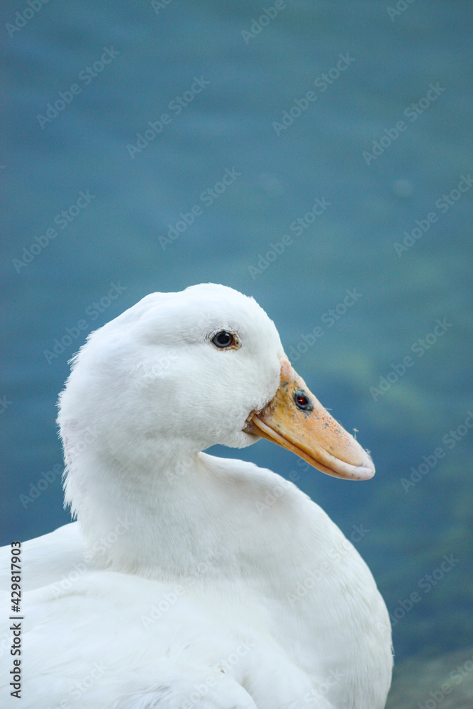Portrait of a white duck on the water