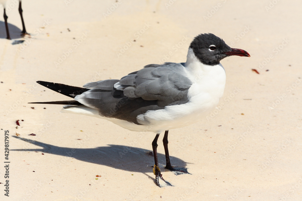 Laughing gull on the beach, Leucophaeus atricilla, Riviera Maya, Mexico Laughing gull on the beach, Leucophaeus atricilla, Riviera Maya, Mexico