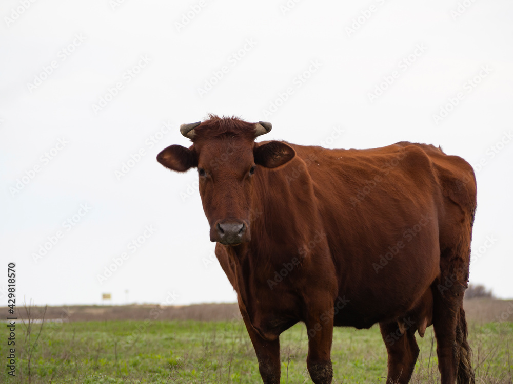 A happy brown cow in a green meadow.