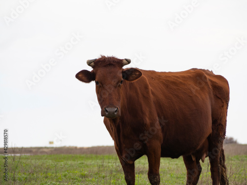 A happy brown cow in a green meadow.