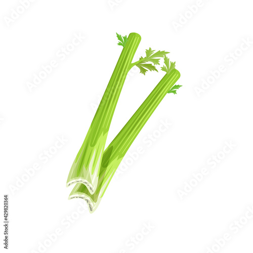 Fresh celery stalks. Cartoon style farm fresh vegetable drawing. Natural eco food, dieting. Vector illustration isolated on white background.