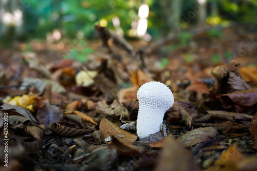 Mushroom 1 - Demirkoy photo