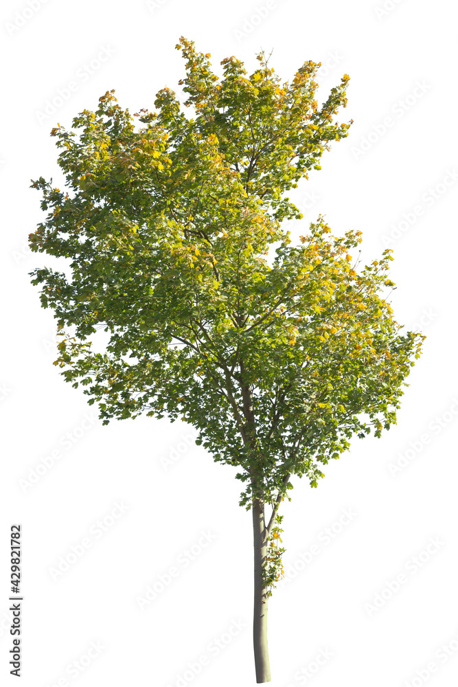 Autumnal Birch tree isolated on white background Autumnal Birch tree isolated on white background