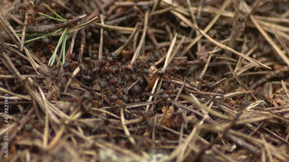 red forest ants red forest ants