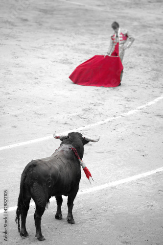 Torero tentando a toro en la plaza. Corrida de toros en madrid, España.