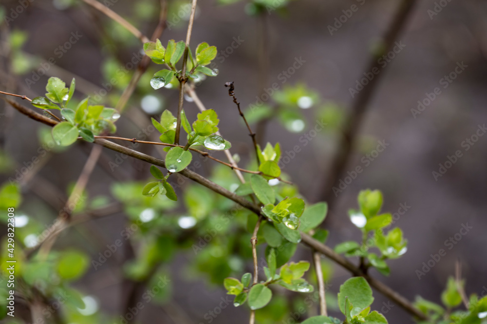 drops of spring rain on the first shoots on tree branches drops of spring rain on the first shoots on tree branches