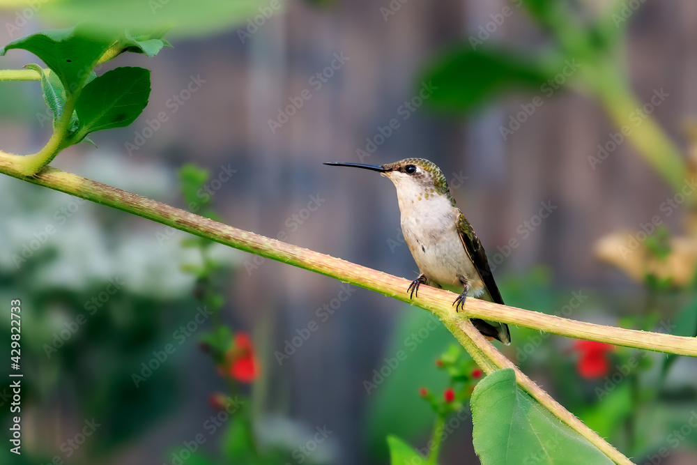 Obraz premium Female Ruby-throated Hummingbird.Archilochus colubris in Oklahoma City