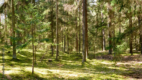 Polska las smsowy w świetle słońca