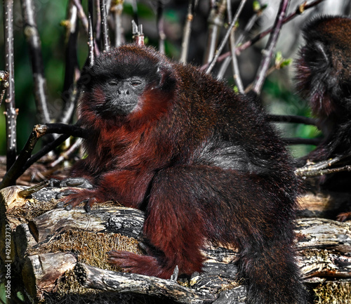 Red Titi monkey on the beam. Latin name - Plecturocebus cupreus	 photo